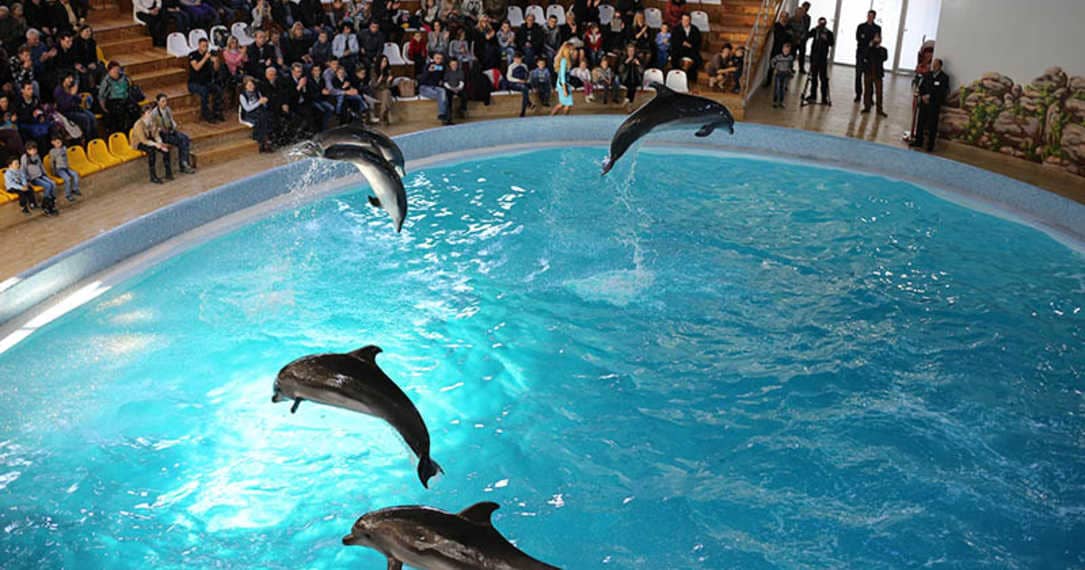 dolphinarium