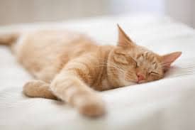 Son_kat